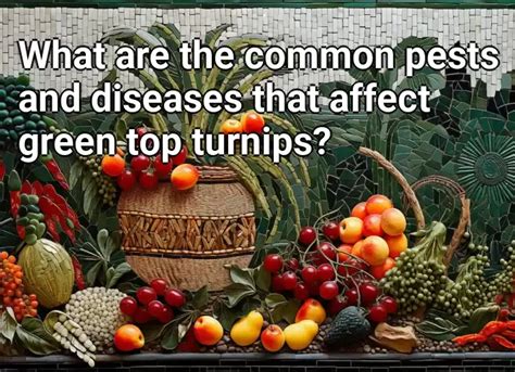 What Are The Common Pests And Diseases That Affect Green Top Turnips