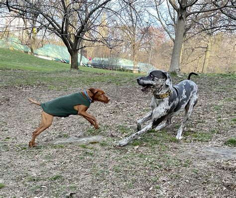 Dana Perino on Twitter: "Percy and Goliath https://t.co/sm2fLgZJpp