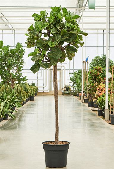 Ficus Lyrata Verzorging Tips Informatie Planten Nl