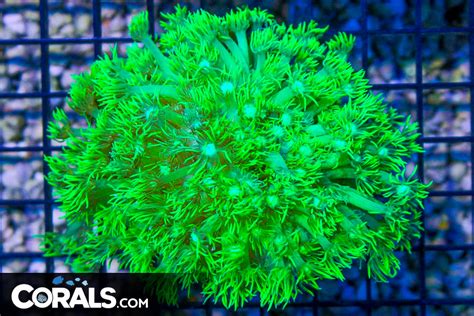 WEEKEND Coral Update Must See Upload Live Now Corals