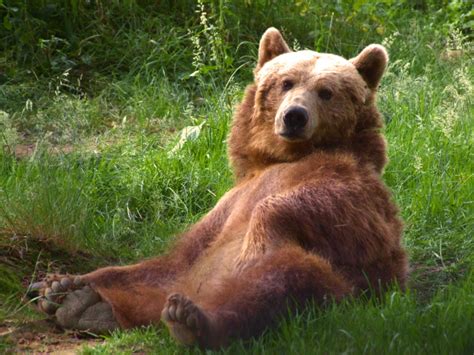 Richtiges Verhalten Bei Begegnung Mit Braunbären Kärnten