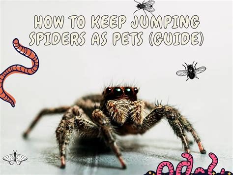 Pets Archives - Jumping Spider