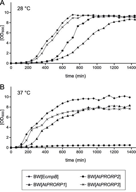 Growth Curves Of E Coli Strains BW EcrnpB BW AtPRORP1 BW AtPRORP2