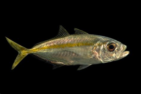 Bigeye Scad Selar Crumenophthalmus Joel Sartore