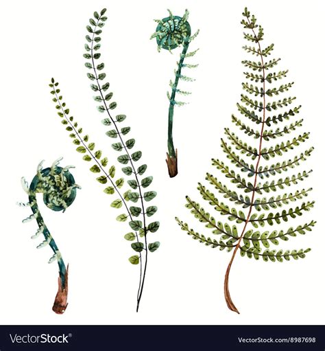 Watercolor fern leaves Royalty Free Vector Image