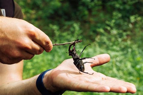 Foto Recortada De Las Manos Del Hombre Tocando La Especie M S Grande De