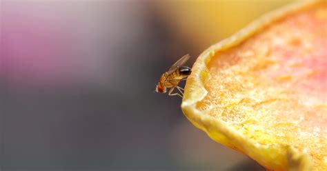 Come Sbarazzarsi Di Moscerini Della Frutta Punte