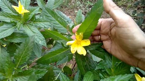 How To Grow Care Yellow Alder Cuban Butter Cup Turnera Ulmifolia