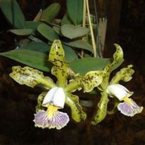 Bc Mary Dodson Brassavola Nodosa X Cattleya Schilleriana Etsy