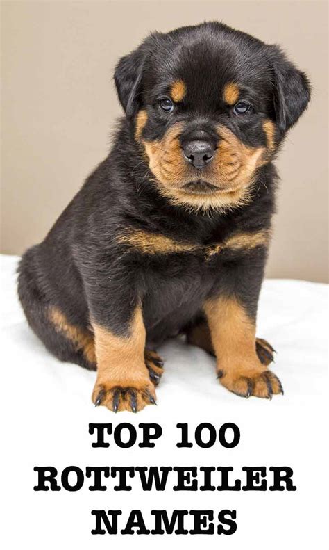 99 Fluffy Baby Rottweiler L2sanpiero