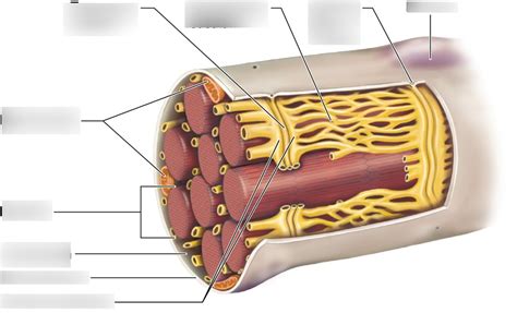 Muscle Fiber Diagram Quizlet