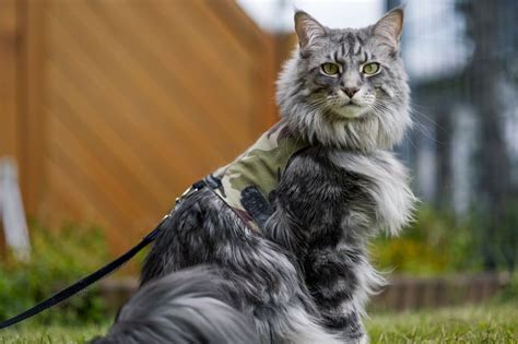 Fakta Menarik Kucing Maine Coon Ras Kucing Terbesar Di Dunia