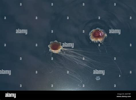 Two Lions Mane Jellyfish In Ocean Water In Southeast Alaska Stock