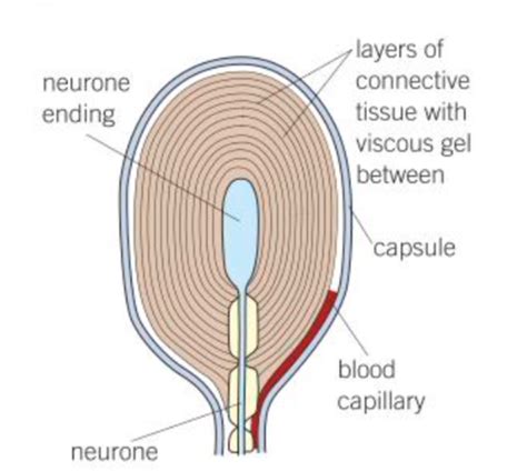 Receptors Flashcards Quizlet