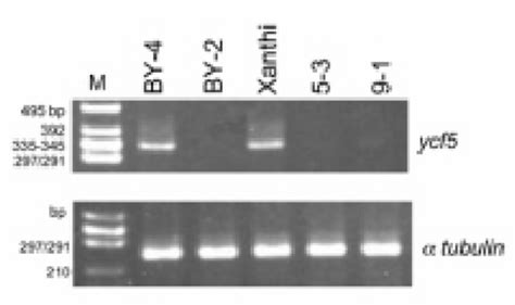 De Tec Tion Of Ycf5 Tran Scripts By RT PCR To Tal RNA Was Ex Tracted