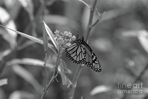 Monarch Butterfly Bw Photograph By Tannis Baldwin Fine Art America