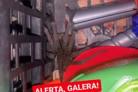 Aranha Armadeira Se Esconde Em Caixa De Brinquedo E Pica Garoto De 3