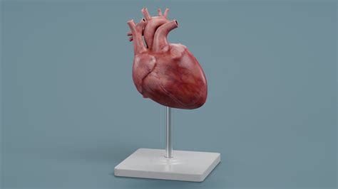 3d Anatomy Models Turbosquid 2026893