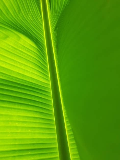 premium photo banana leaf begron