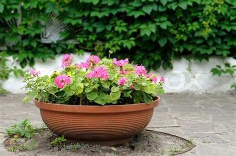 Geranium Flowers In Pot Outdoors Stock Photo Colourbox