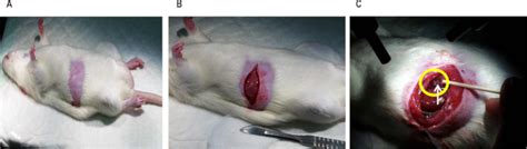 Mesenteric Lymph Duct Cannulation In A Rat Model To Harvest Lymph Fluid