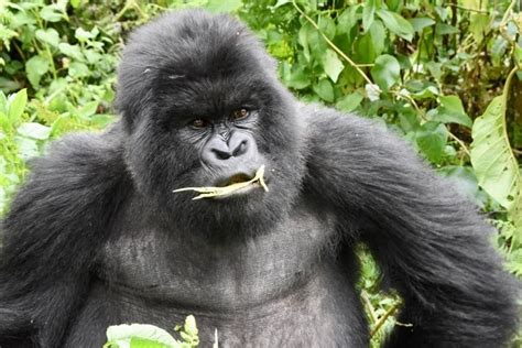 Mountain Gorillas Food