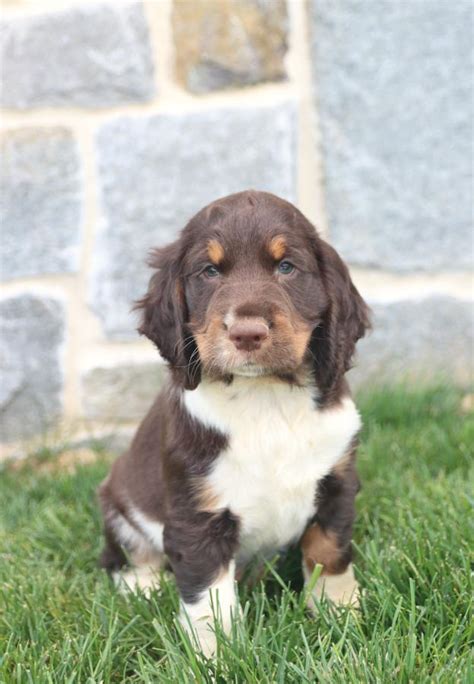 English Springer Spaniel Puppies for Sale | Buckeye Puppies