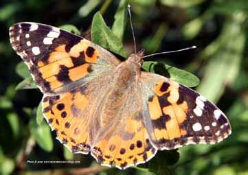 papillon Vanessa cardui mâle belle Dame monanneeaucollege