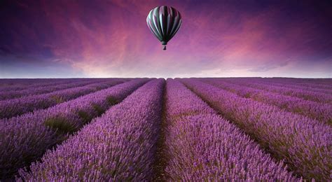 Lavender Desktop Wallpapers Top Free Lavender Desktop Backgrounds