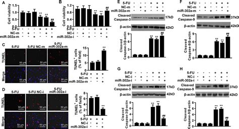 MicroRNA 302a Enhances 5 Fluorouracil Sensitivity In HepG2 Cells By