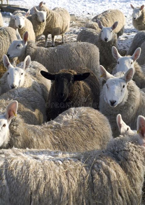 The Black Sheep Of The Flock Stock Photo Image Of Feed Single