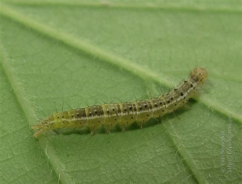 Photo Ypsolopha Parenthesella