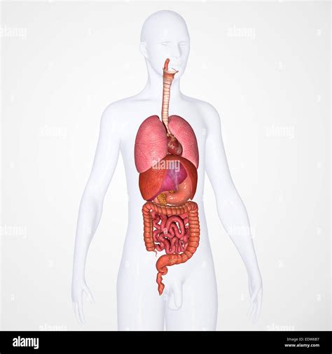 Human Digestive System Hi Res Stock Photography And Images Alamy