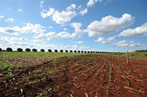 Plantio Da Soja Entra Na Reta Final Em Ms Milh Es De Hectares