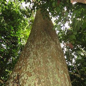 The Biodiversity of Singapore- Shorea johorensis