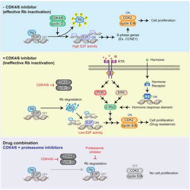 通过 Rb 降解和 c Myc 依次激活 E2F 驱动乳腺癌对 CDK4 6 抑制剂的耐药性 Cell Reports X MOL