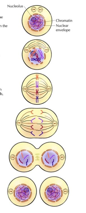 Cell Division Diagram | Quizlet