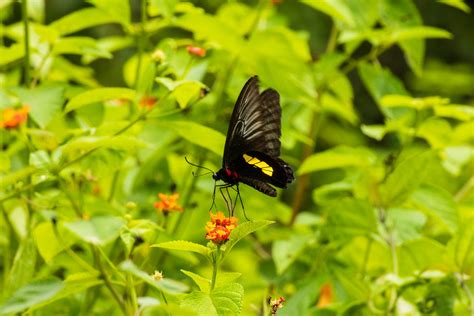 Troides Haliphron South Sulawesi April Hiro Takenouchi