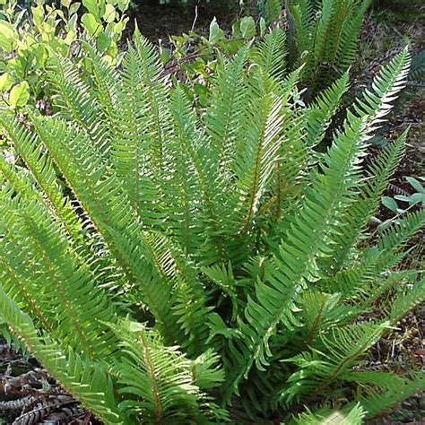 Polystichum munitum | Russell Nursery