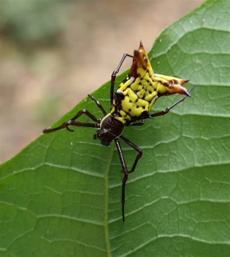 Micrathena Fissispina From Zona Rural De Paudalho Pernambuco On