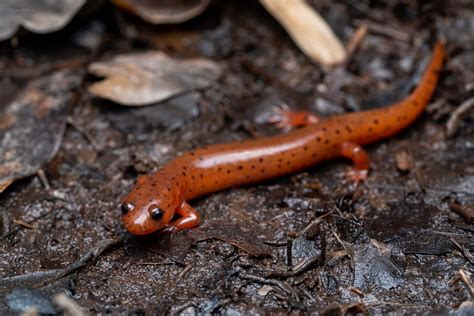 Mud Salamander – Reptiles and Amphibians of Mississippi