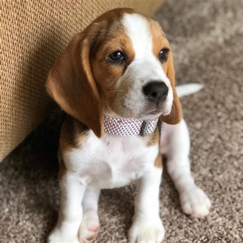 How Much Does A Pocket Beagle Cost Learning What Impacts The Price