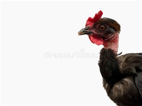 Naked Neck Chicken Breed Also Called As Transylvanian Naked Neck Or