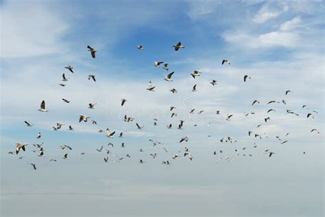 Group of Birds Gliding on Cloud and Sky Stock Photo - Image of gliding, background: 92899798