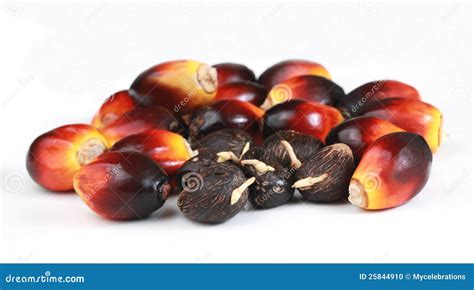 Germinated Seeds And Oil Palm Seeds Stock Photo