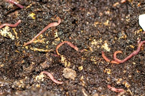 Worm Composting 101: Everything You Need to Know!