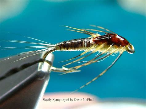 Mayfly Nymph Patterns - Pattern.rjuuc.edu.np