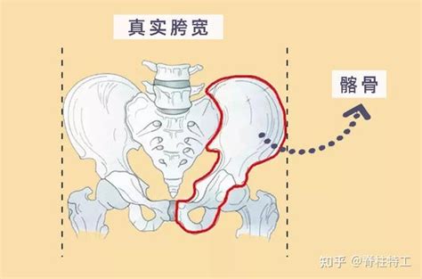 假胯宽你是真胯宽还是假胯宽 知乎