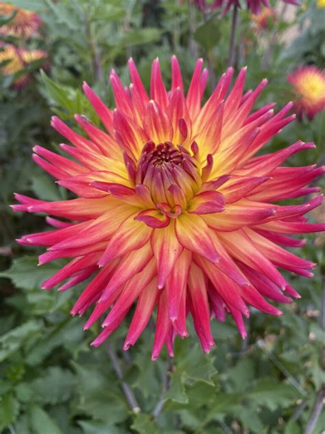 Ac Cougar Soaring Heart Dahlias