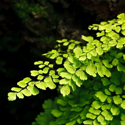 Avenca Características Como Plantar Cuidados Dicas De Decoração